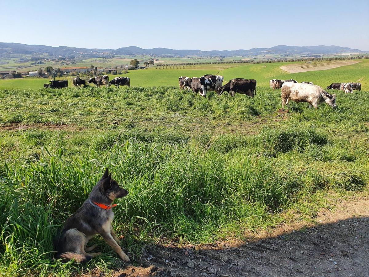 Il Giogo Agriturismo Rosignano Marittimo Bagian luar foto