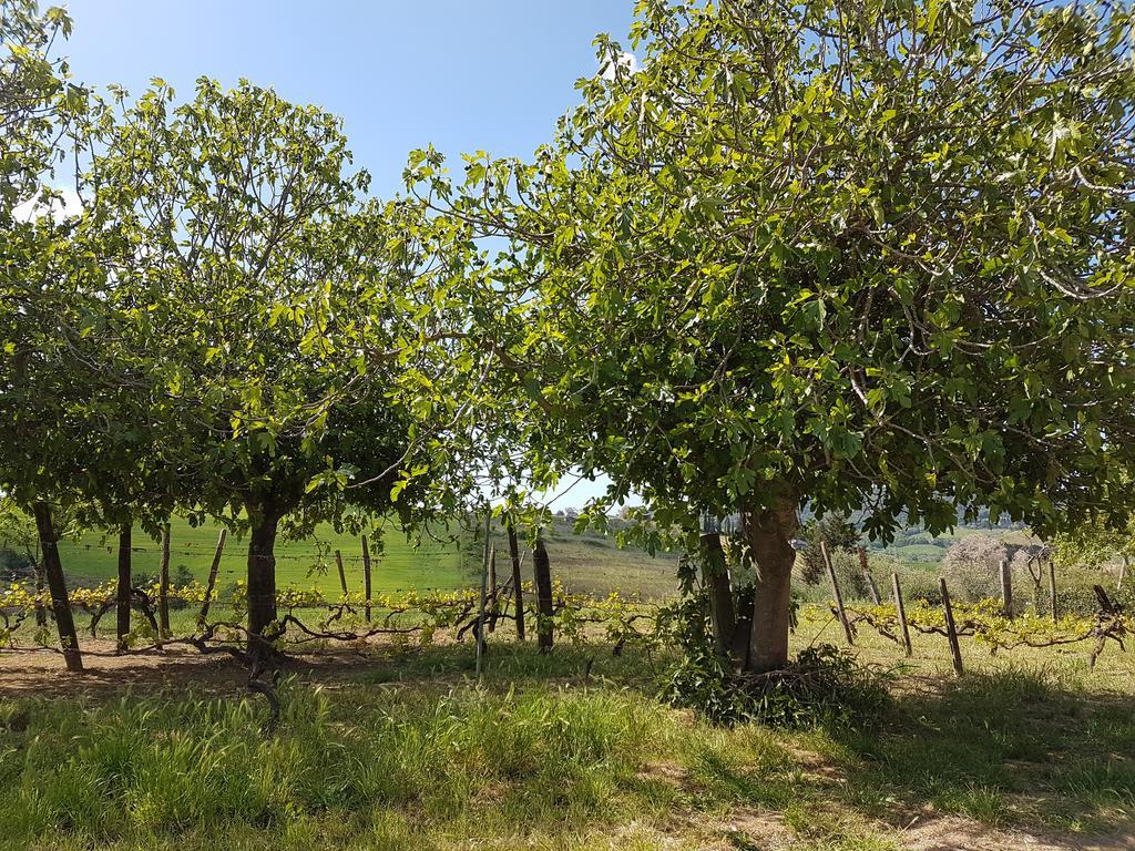 Il Giogo Agriturismo Villa Rosignano Marittimo Bagian luar foto